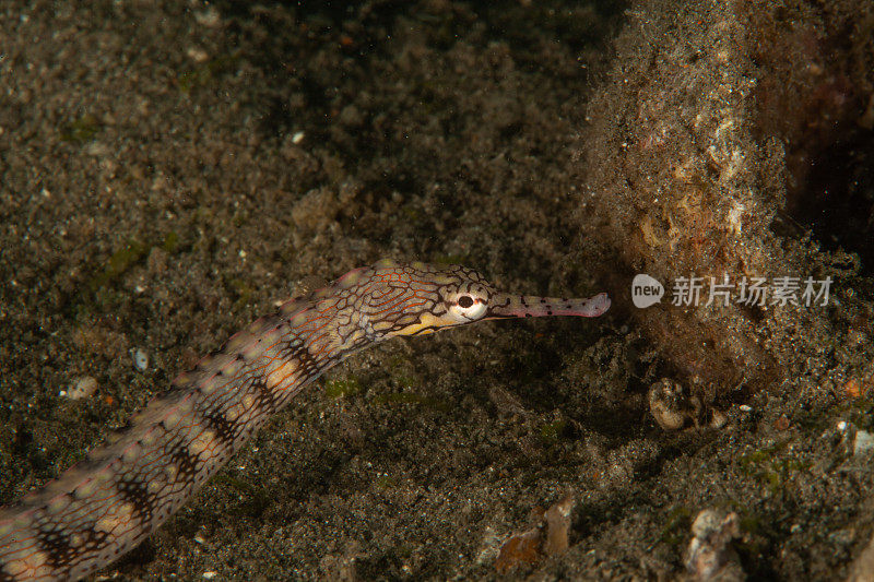 巨型马里鳗鱼(Gymnothorax javanicus)默里